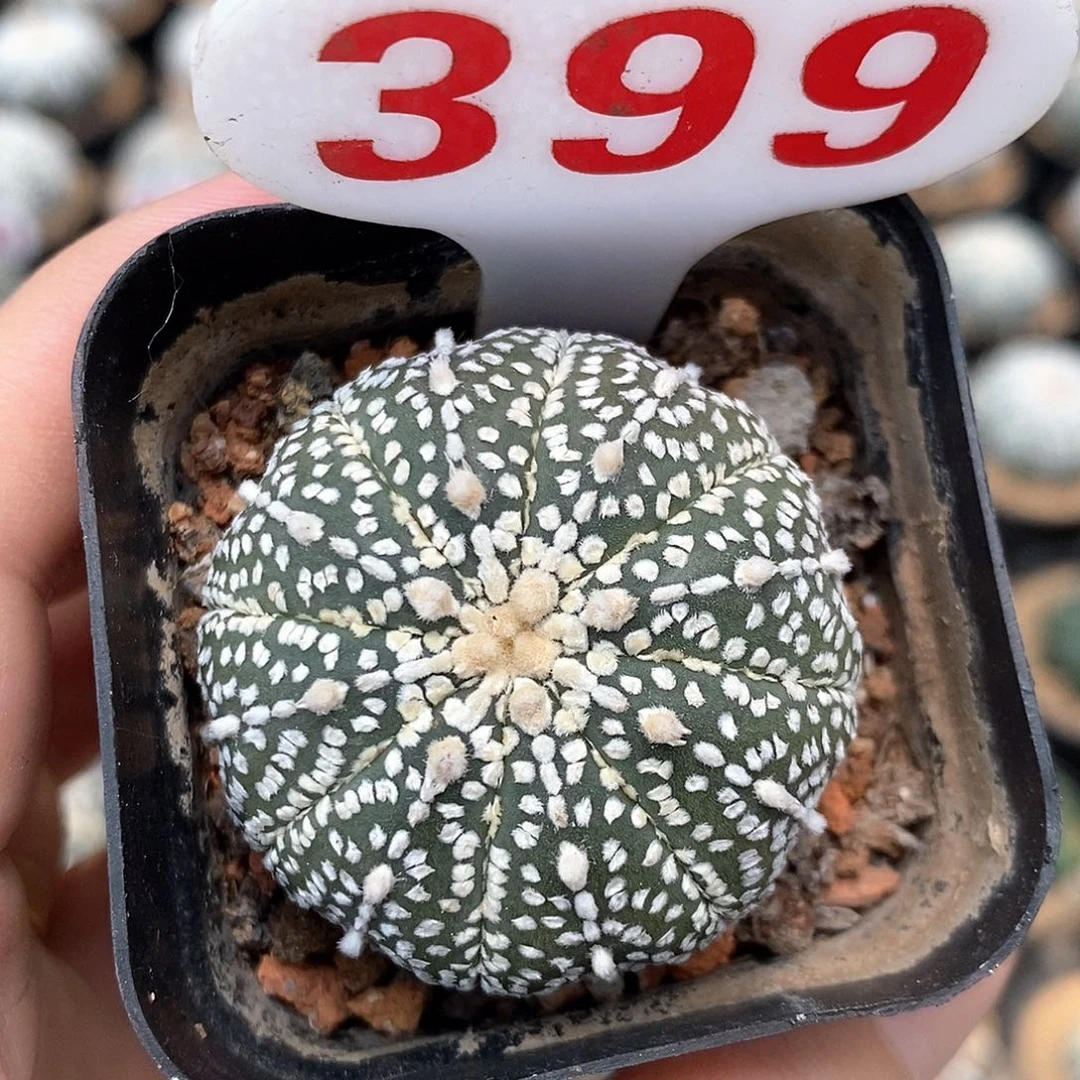 399奇迹系列产品福利