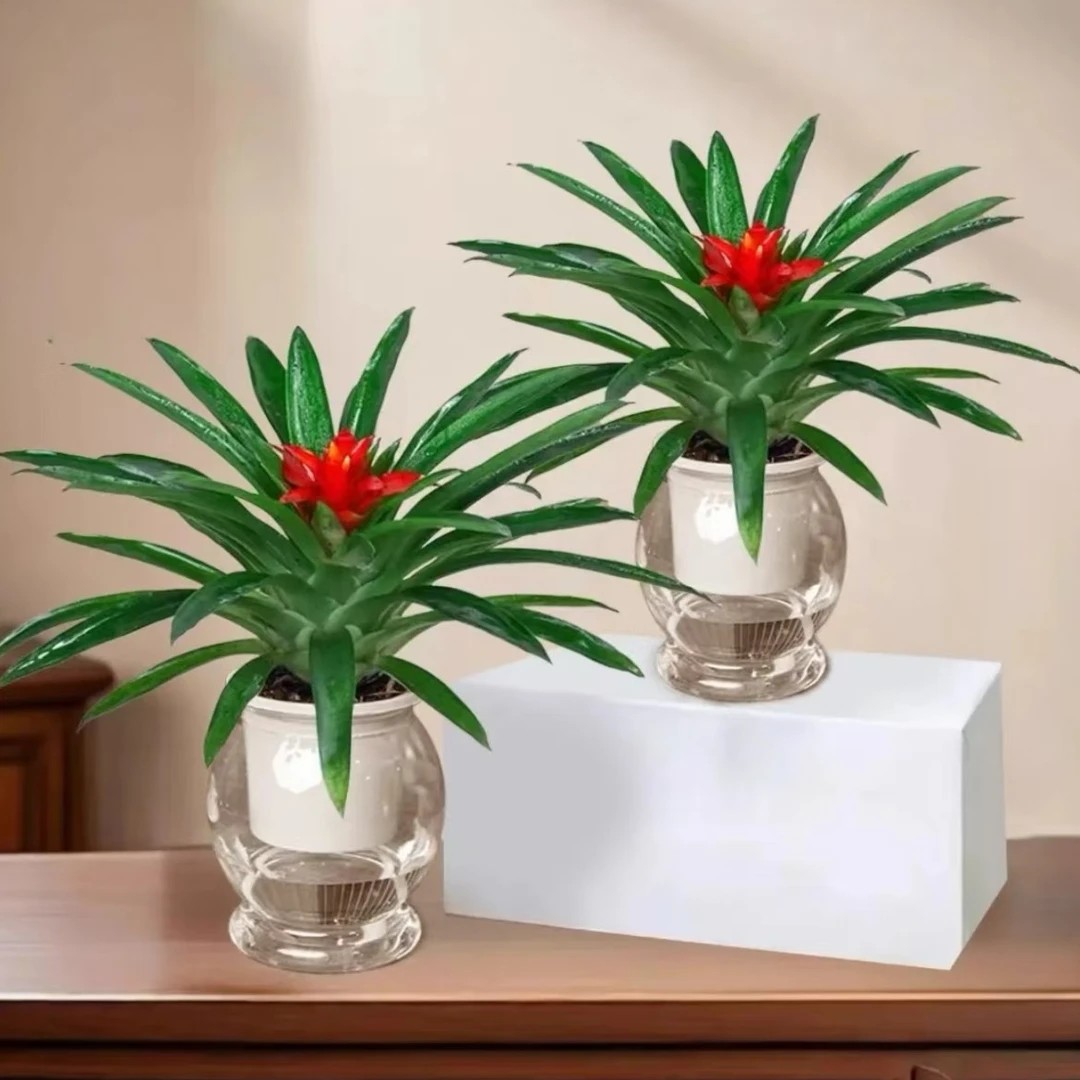 【拍一发二】鸿运当头小红星盆栽室内水培植物好养活可净化空气