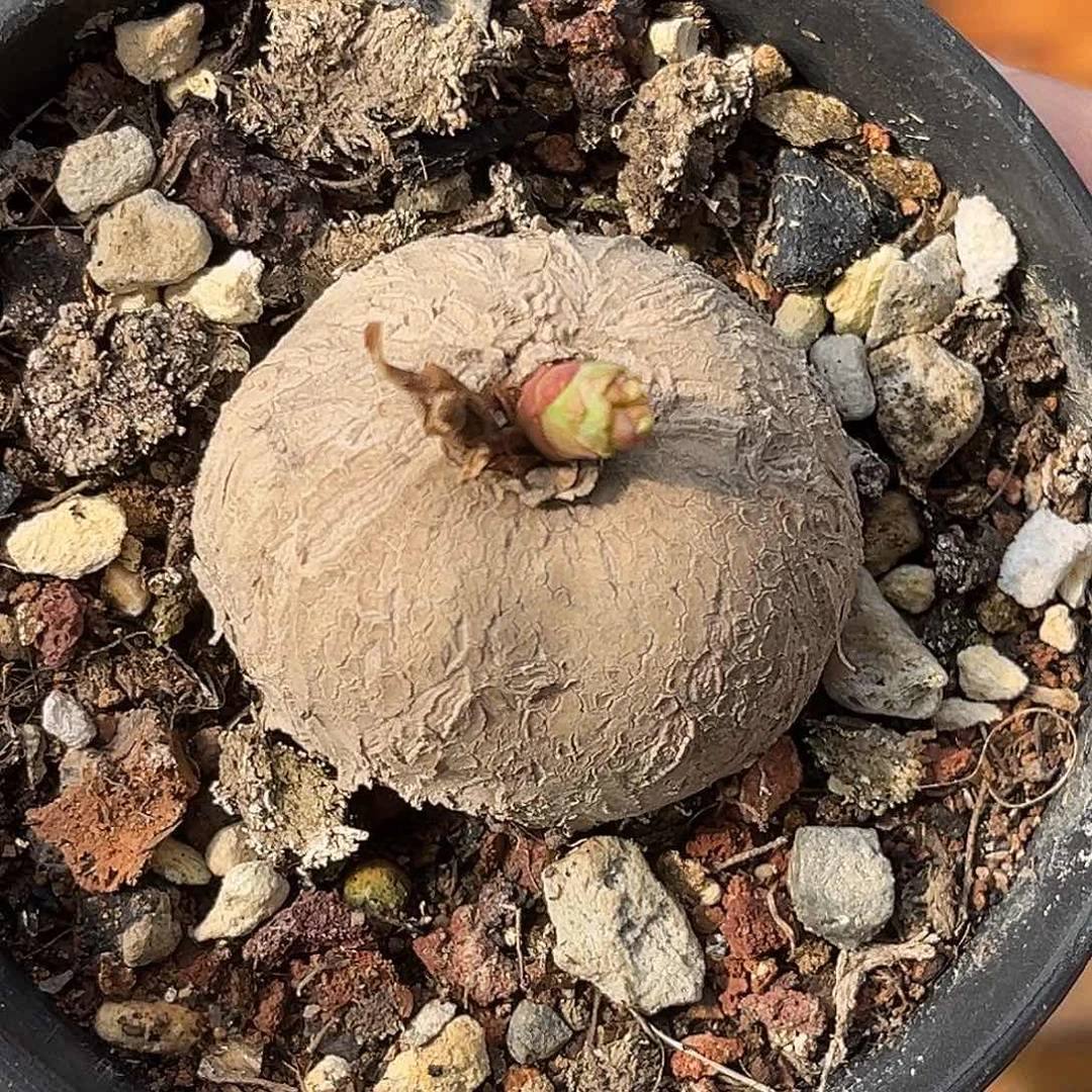 精品玫瑰大戟，养定