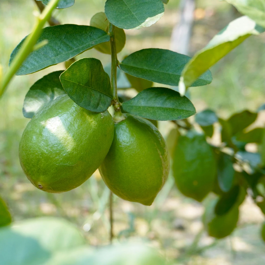 增城香水柠檬 3/5/9斤柠檬茶水果茶专用一级果 偏远地区不包邮