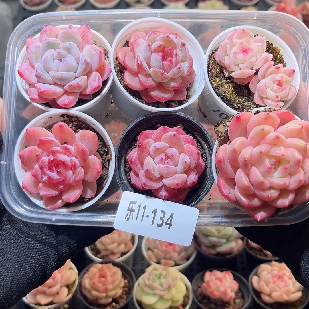 乐11-134 框拍6颗