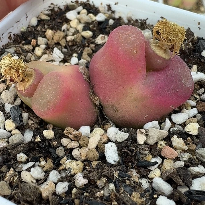 老马生石花双头毛2508