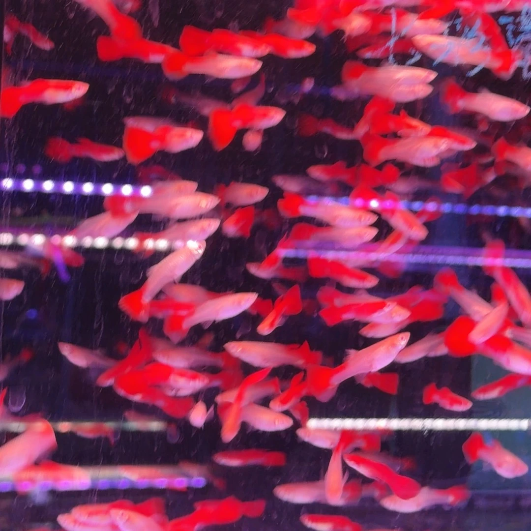 孔雀鱼小全红30条(21条送9条备损)