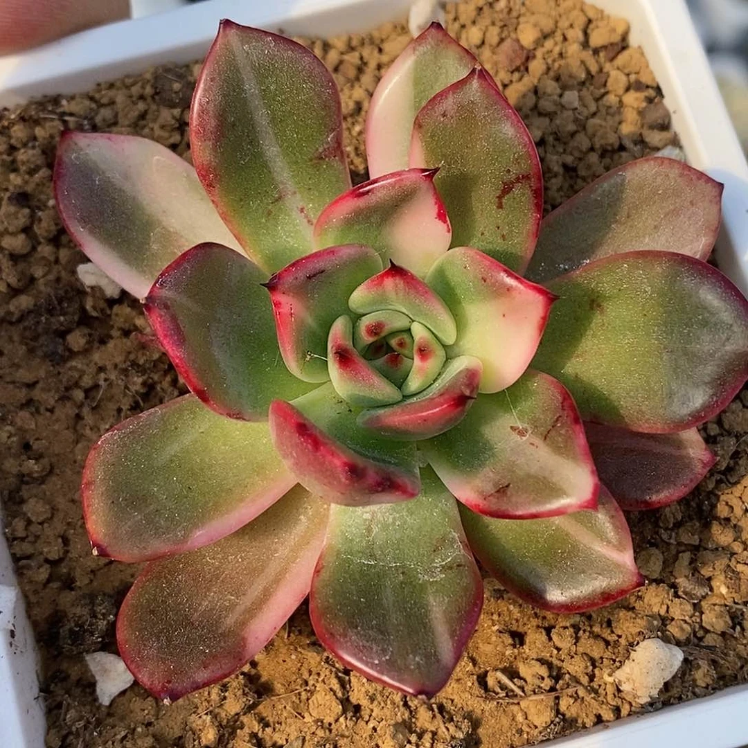 弗朗明哥锦 小方花圃一物一拍