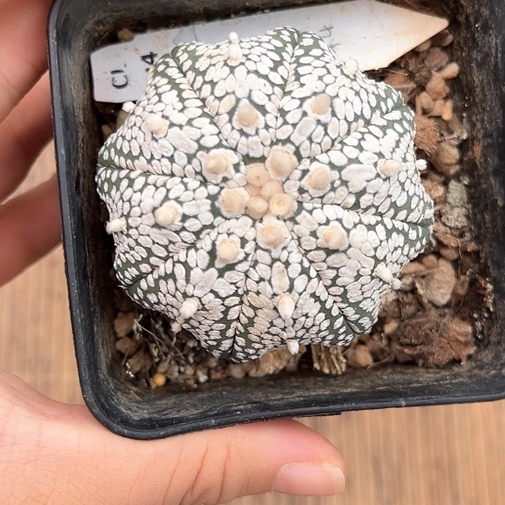 5.7cm拉链纹奇迹一物一拍
