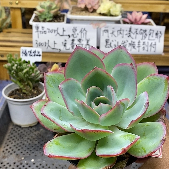 03162 霓虹灯多肉