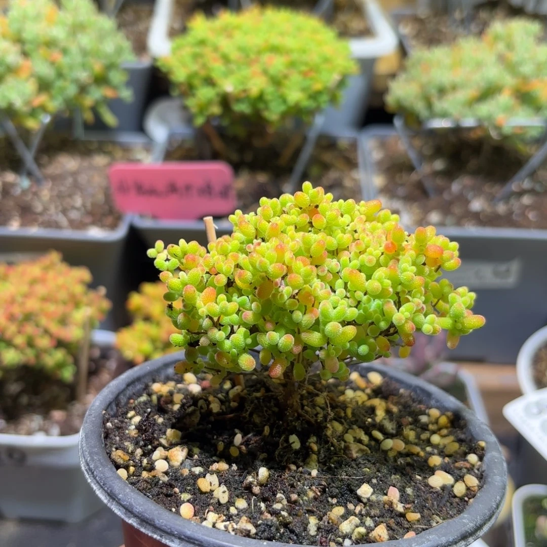 枝干番杏密橘糖球898