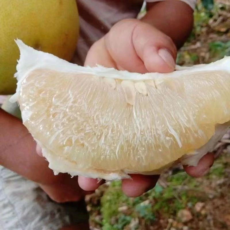 蜜柚树苗薄皮冰糖柚子树苗嫁接柚子苗南北方种植当年结果