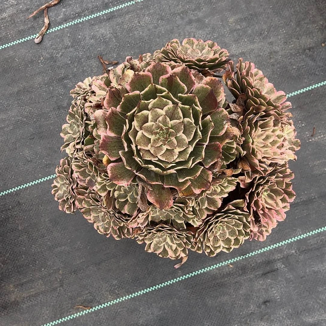 用***55816水彩画水彩画