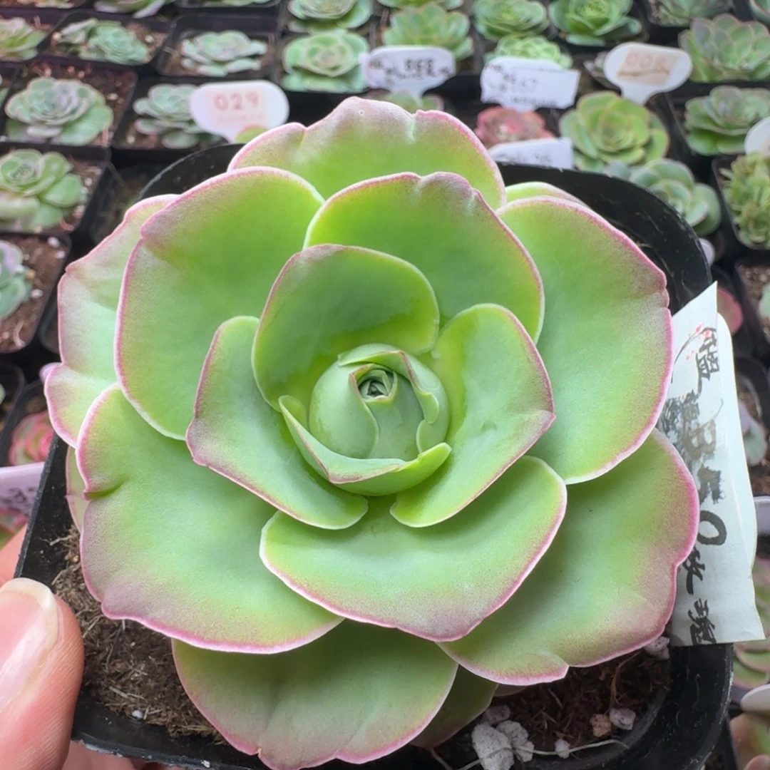 下播福利-350-冠幅 7cm