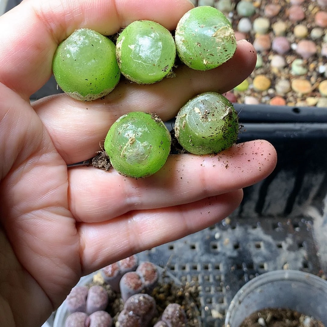 T329多肉植物保护