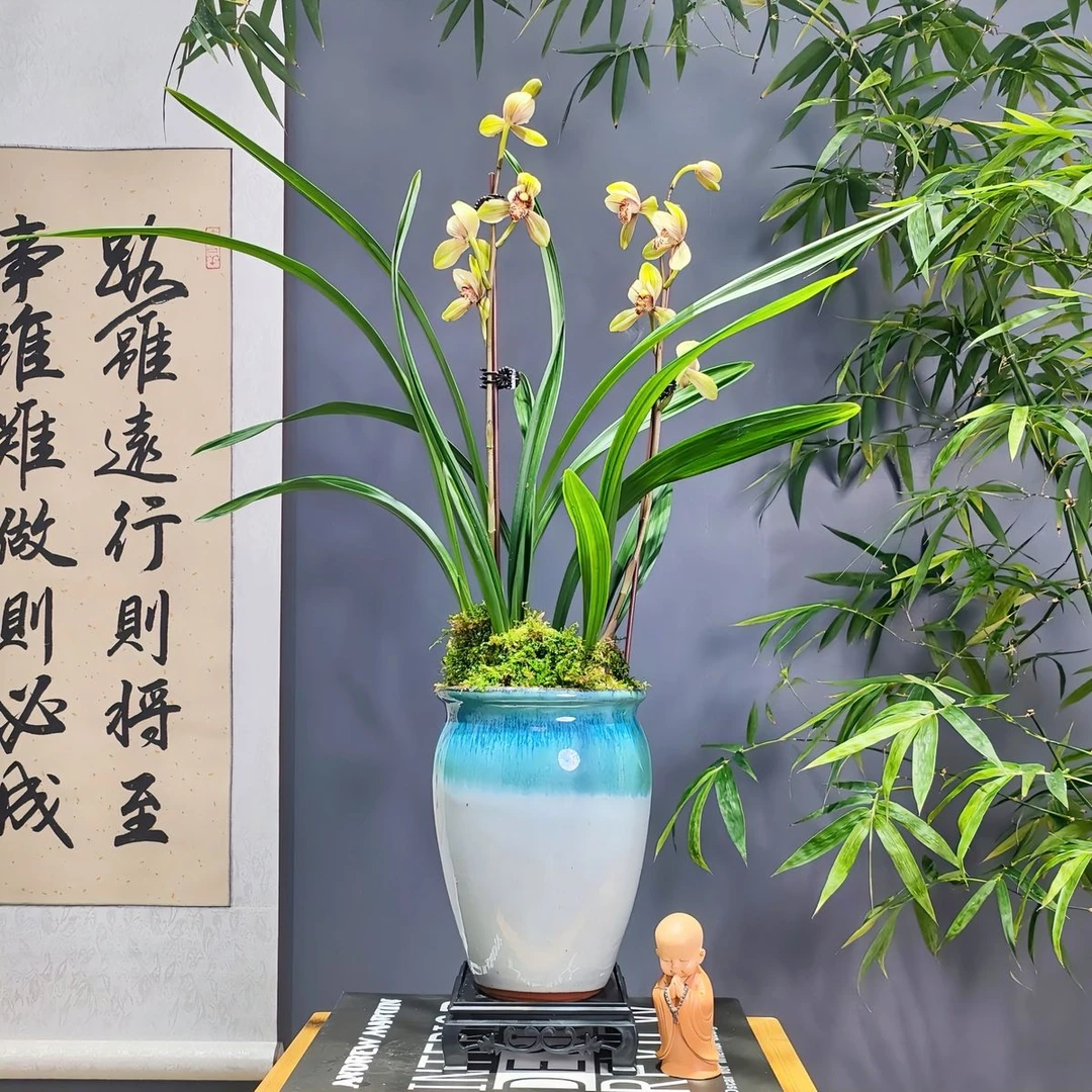 建兰铭品[君荷]带奶白色陶瓷盆种好适合新手好养易活