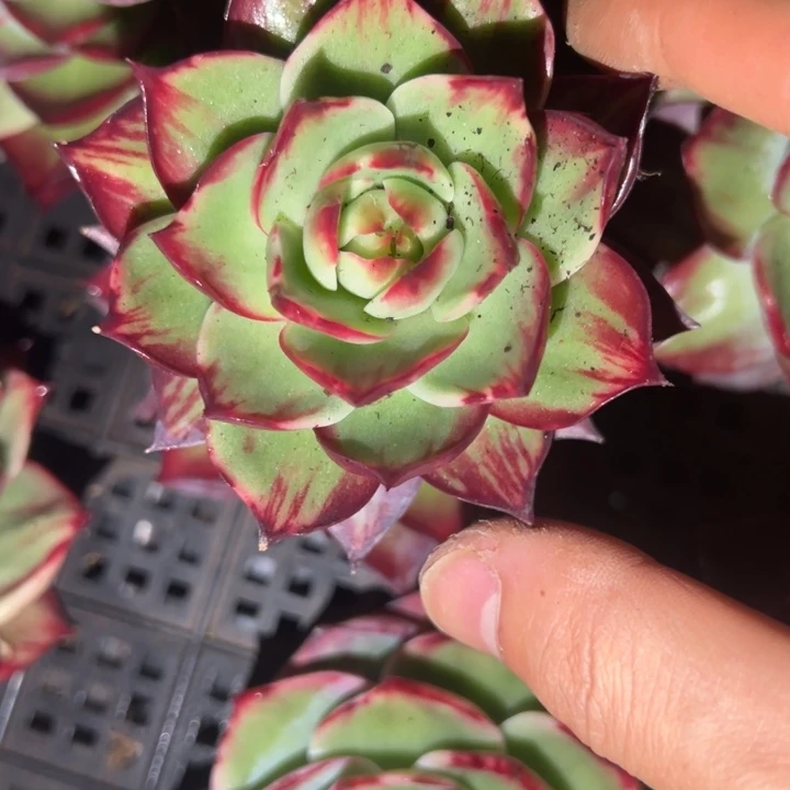 程***程多肉植物程程发货111