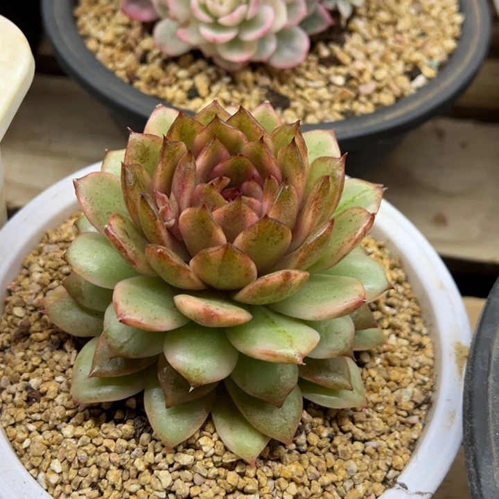 黑水晶锦 夏鸣园艺