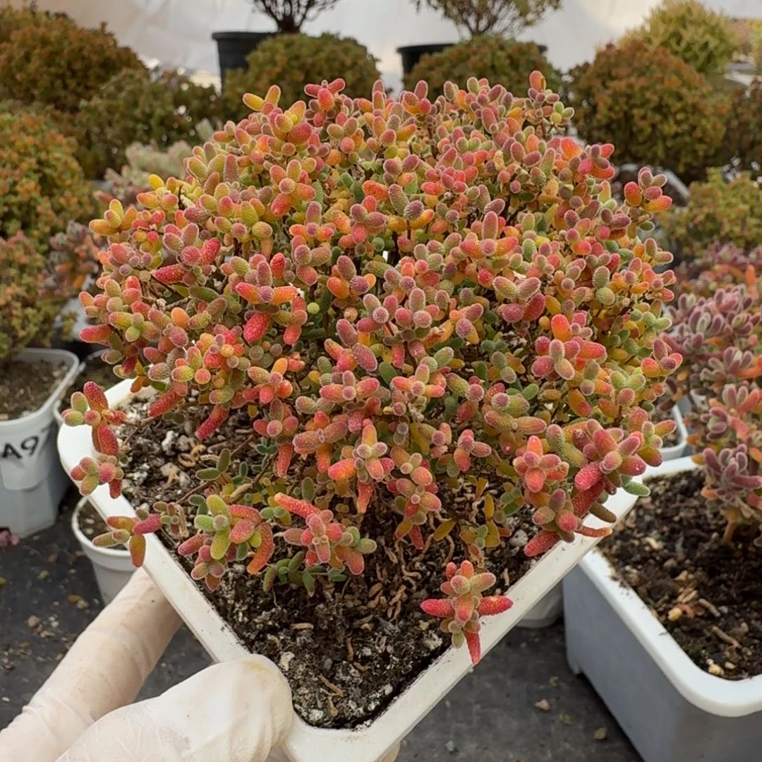 田***我188蜜橘糖球枝干一物一拍