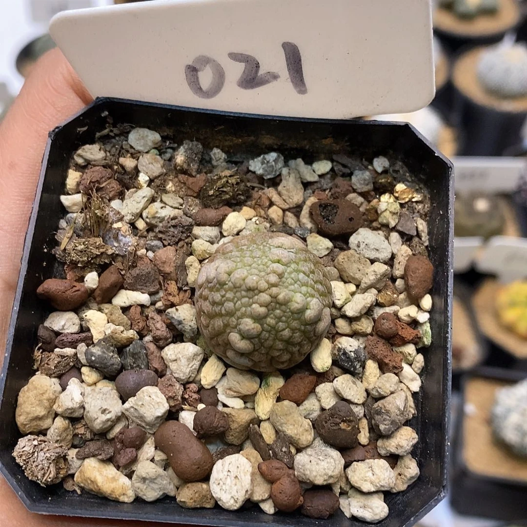 三**幸开播特价来了来了