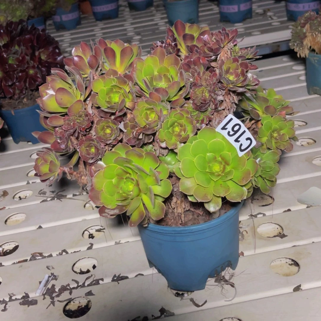 荷兰法师7//////20包邮