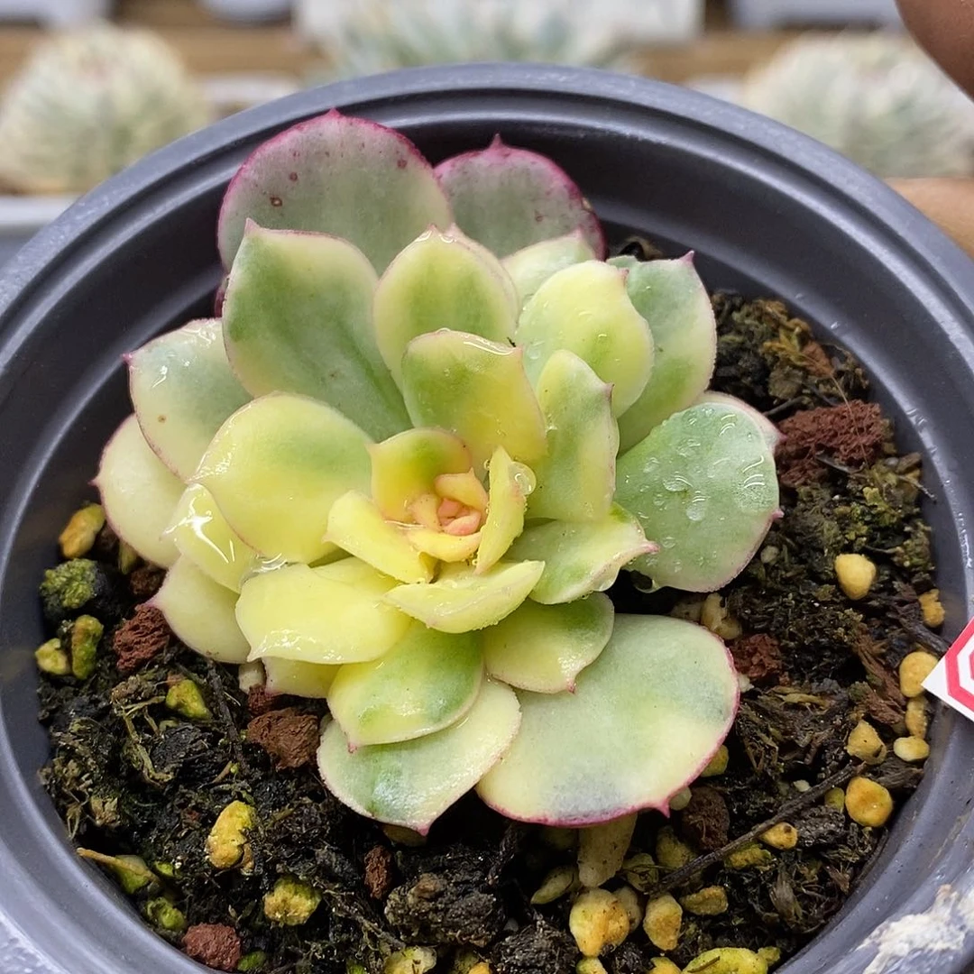 07194 般若锦多肉