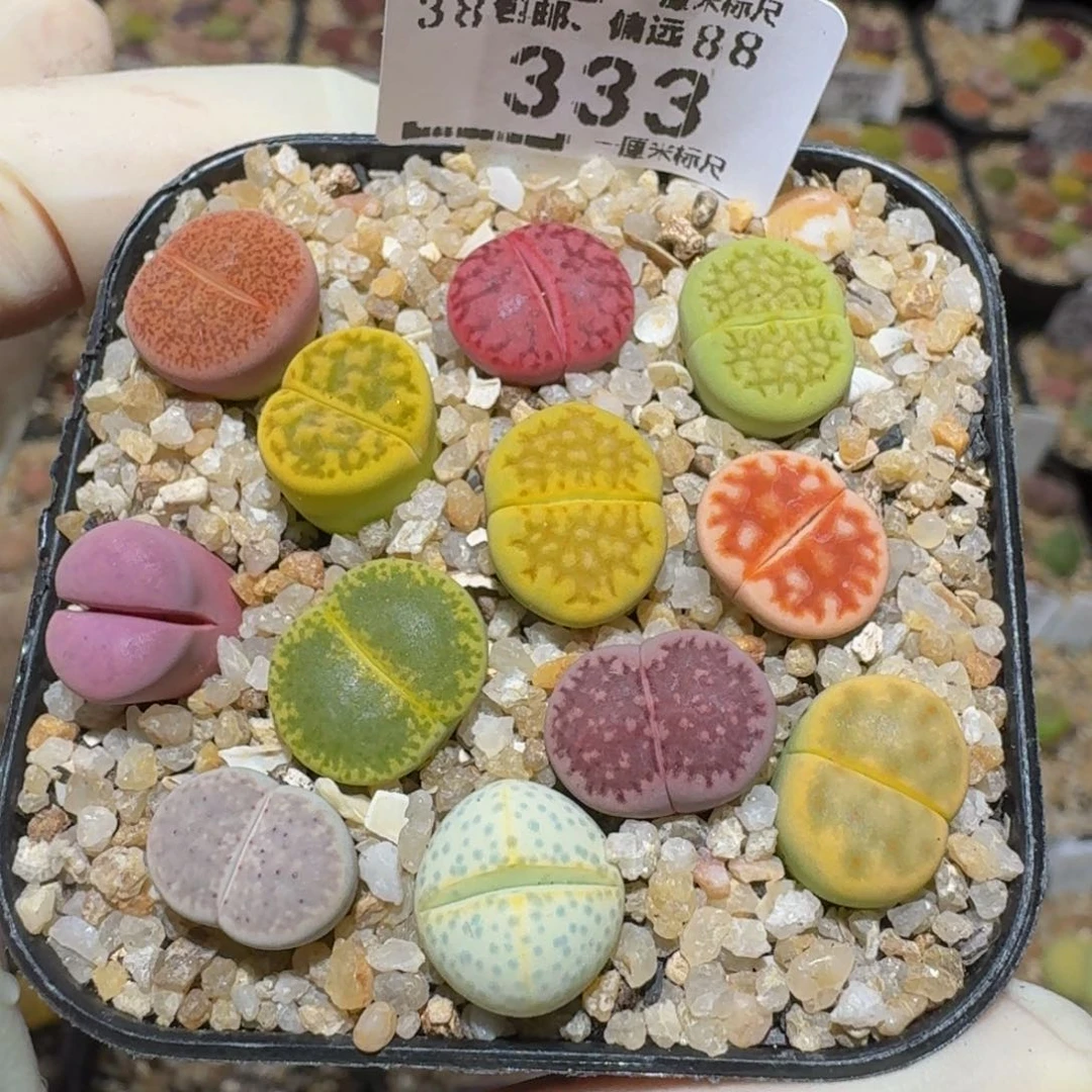 Ssss生石花肉锥333