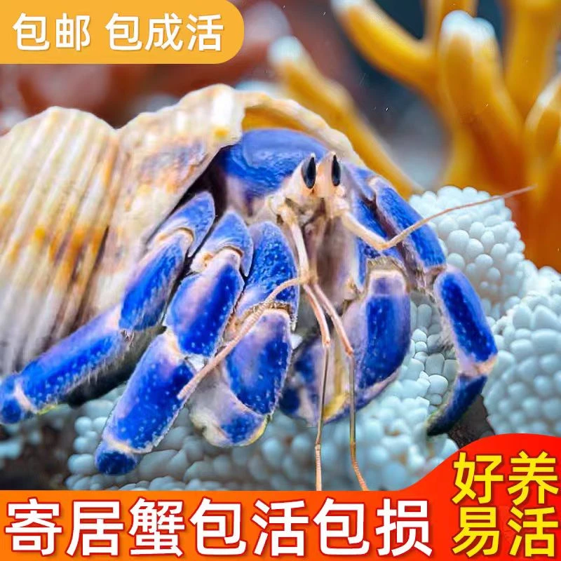 萌宠寄居蟹适合小朋友玩耍可用于摆地摊