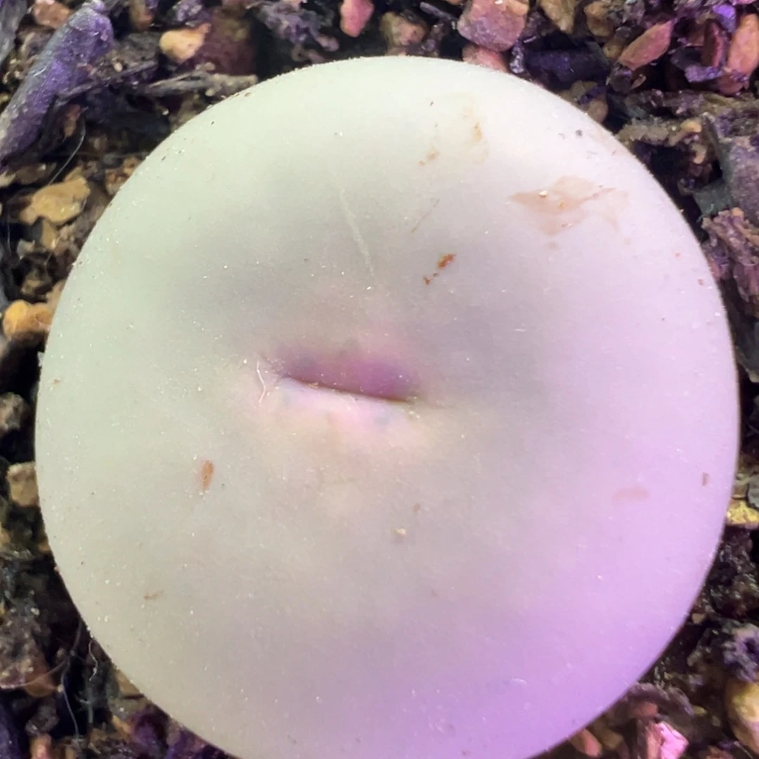 434V嘴  肉锥植物