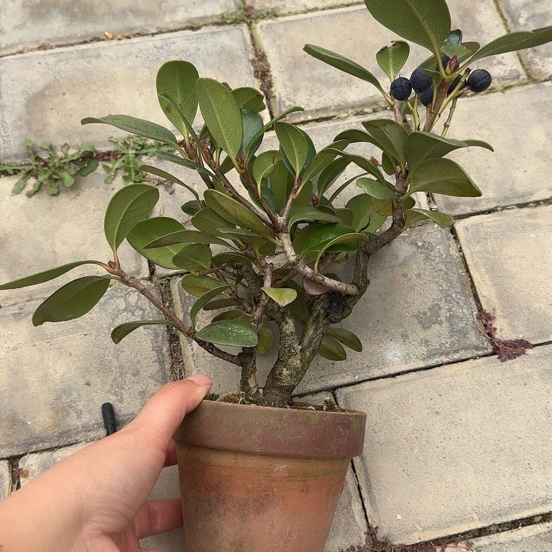 ᥫ***秋无花朵顺丰到付不包邮