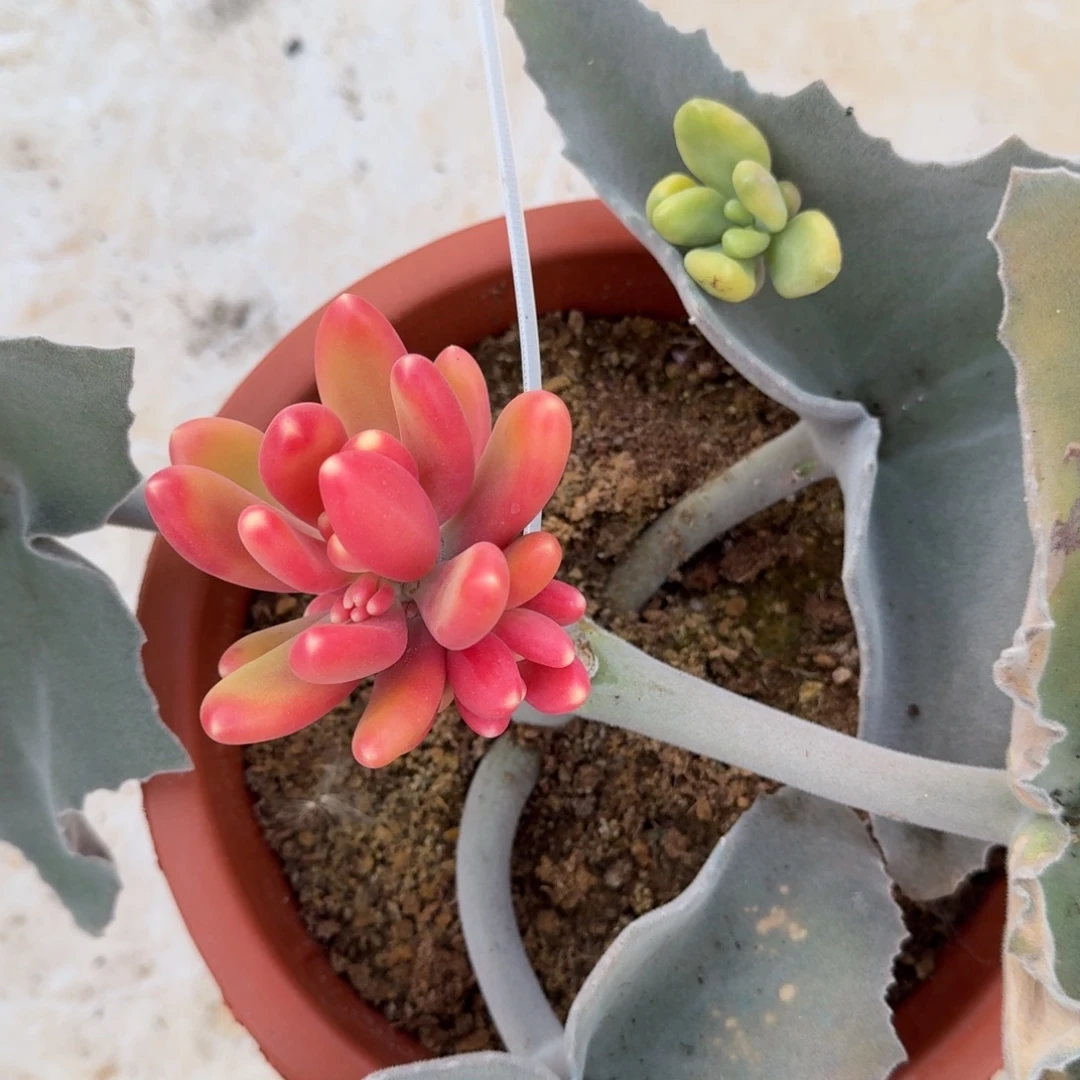 心***a芒果奶两颗锦上园艺一物一拍