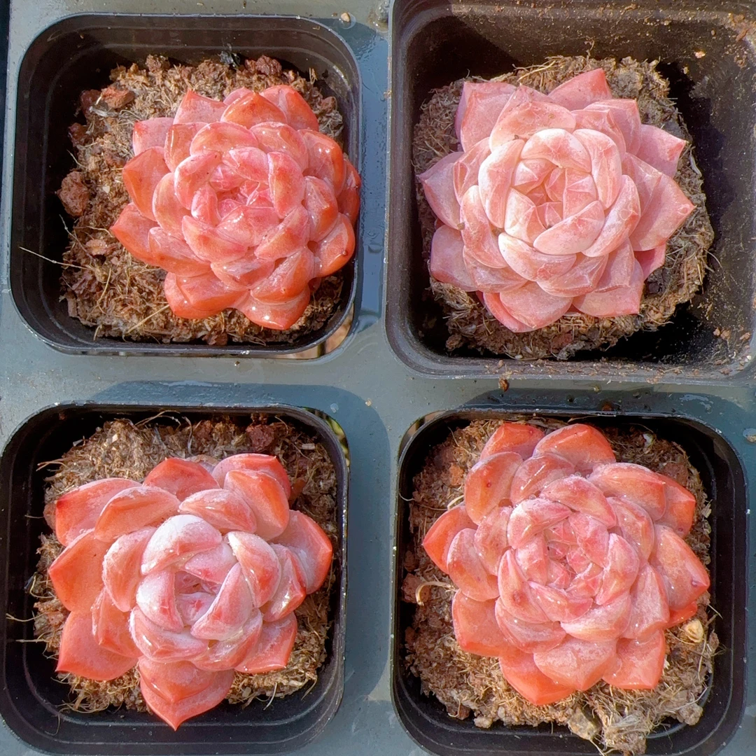 红钻多肉 10棵（满18包邮）