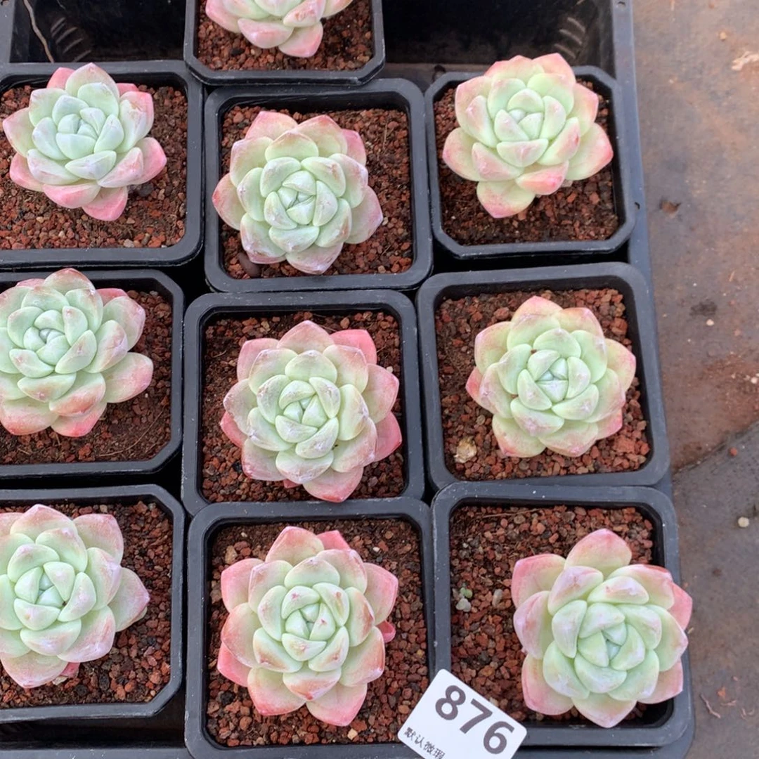 876号新疆西藏内蒙古不包邮的，