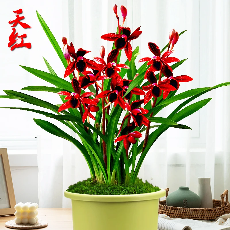 兰花雅苑直播兰花精选壮苗【天红】建兰四季兰包成活包开花对版