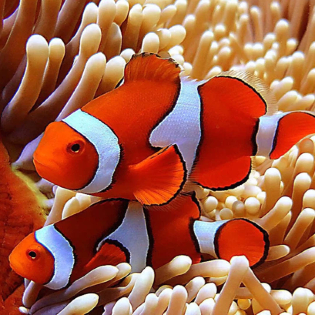 精品小丑 巴东公子小丑 海水鱼