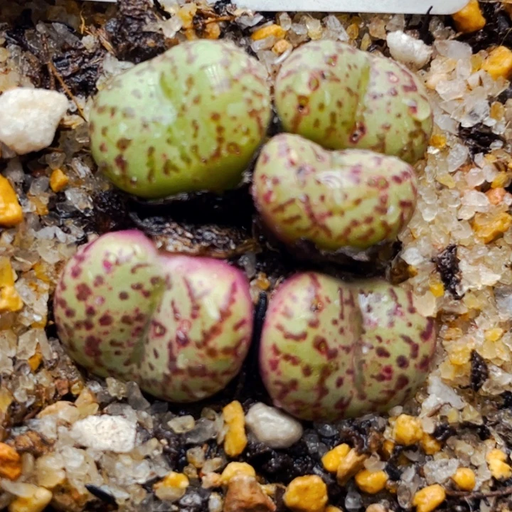 397紫花安贞群带盆