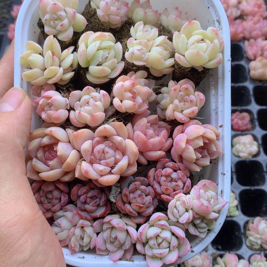 反反复复还是很开心的050