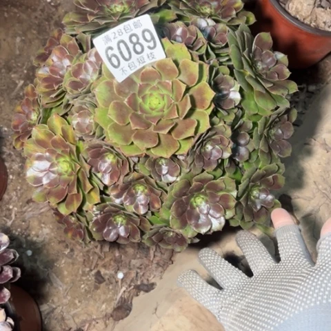 6089抹茶多肉植物法师