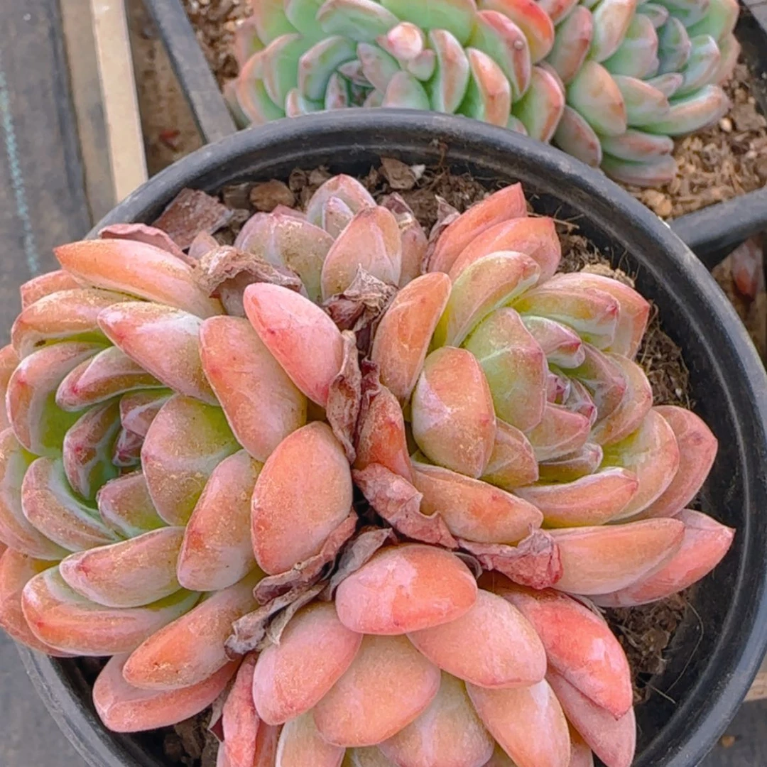 【闪购商品】三头全明星