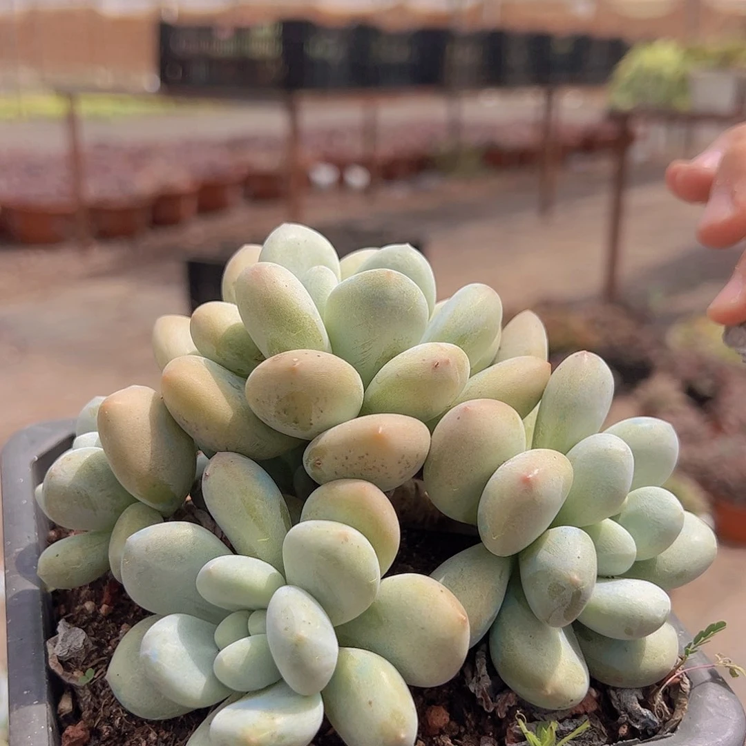 新香水 老桩无砍