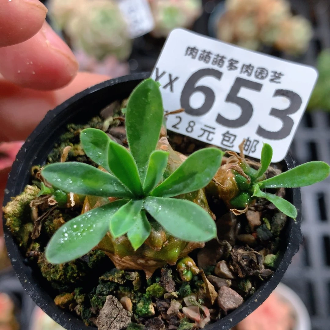 5CM拇指盆精控多肉YX653