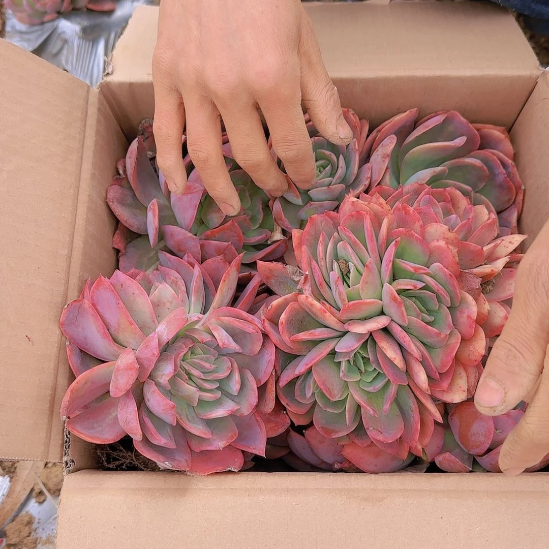 地栽箱拍绮罗仙子多肉不售后