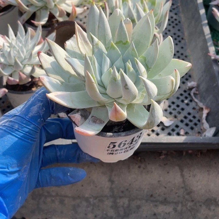 643号雪山杂多肉