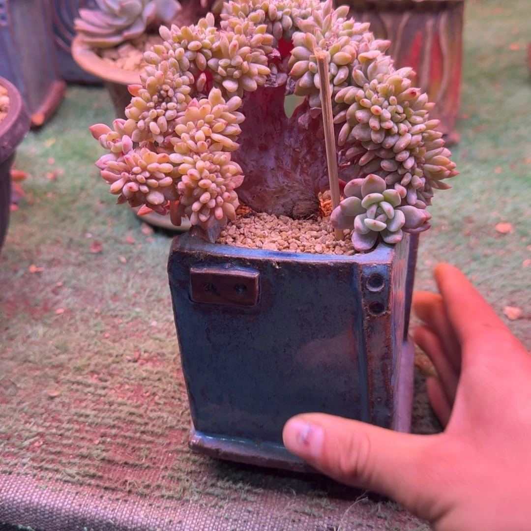 星影树缀无砍多肉