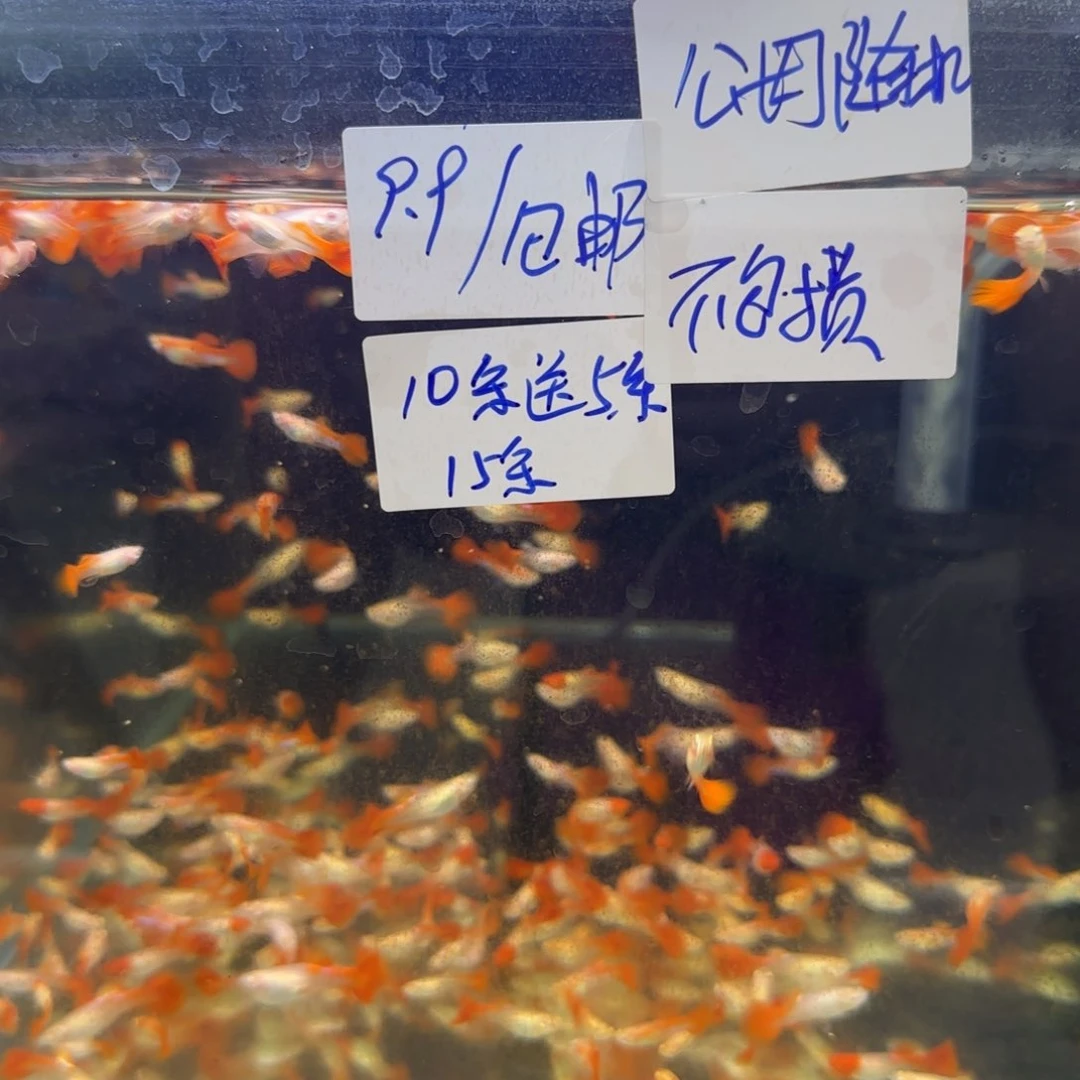 孔雀鱼福利孔雀鱼15条5条是备损