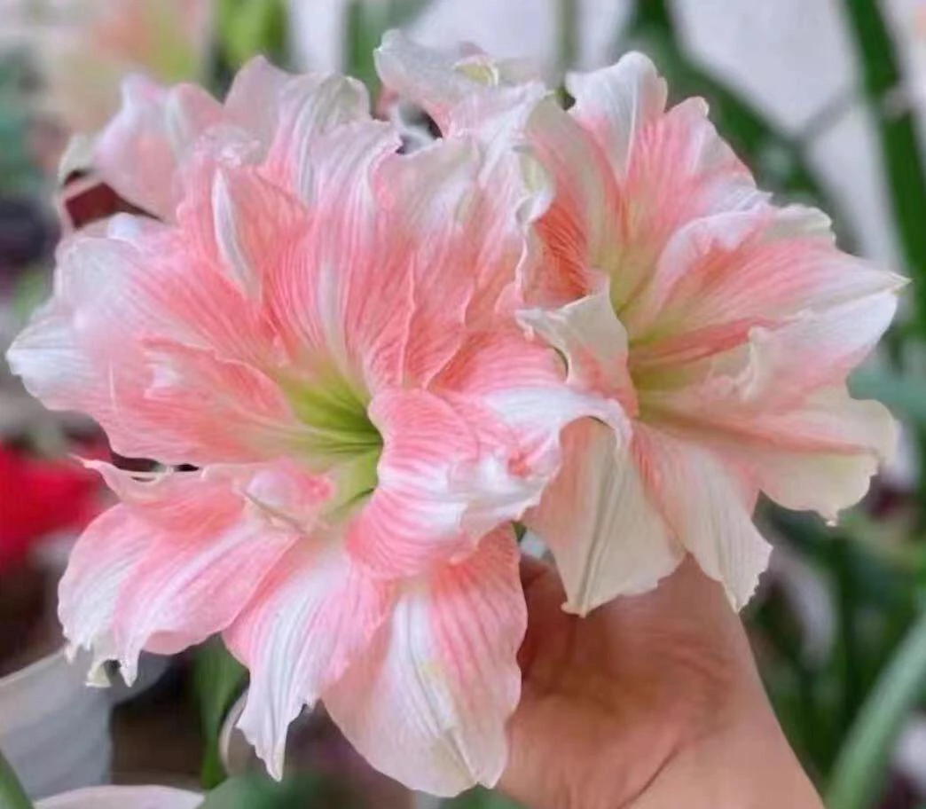 （巫术）越南朱顶红重瓣朱顶红种球朱顶红送肥料