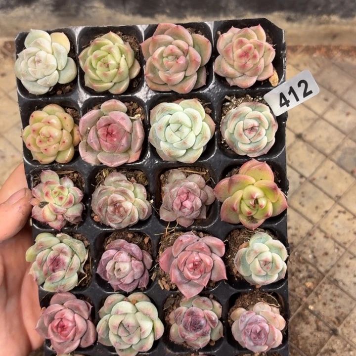 5***5精品直播间一物一拍412