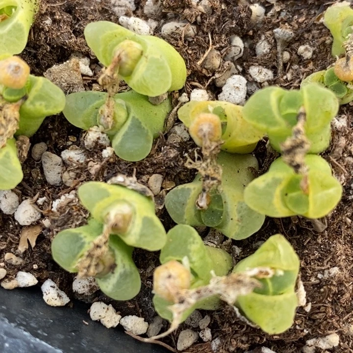 双头奶-瓶风铃一颗