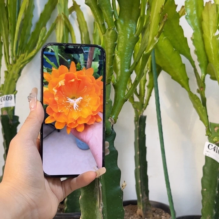 当前无花栽培后可以开花411