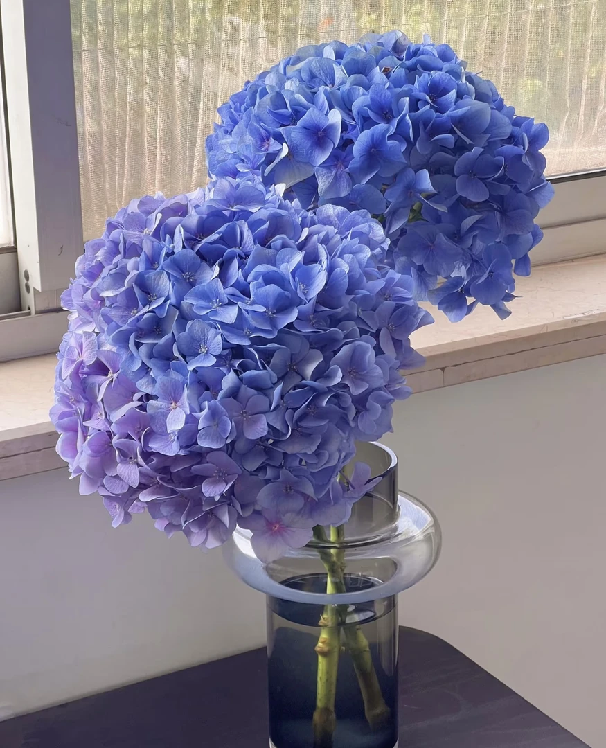 【玖宸花源】英柱基地高品质绣球