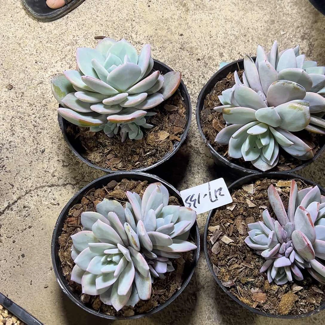 217-135奶茶多头多肉随机