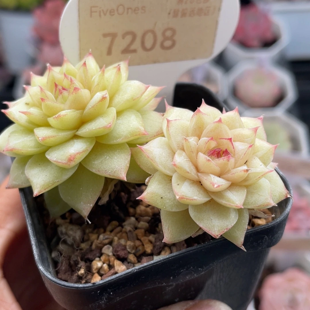 翡翠7208-6.0厘米