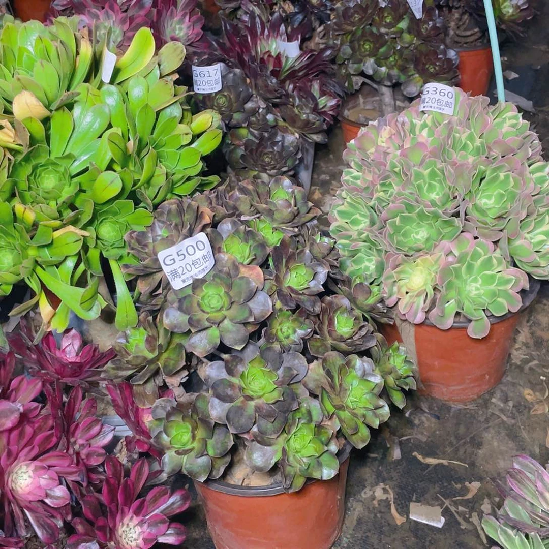 康*500魅金玫瑰多肉法师