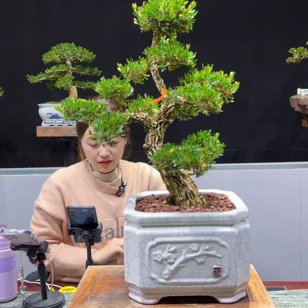 四季常青老桩黄杨盆景